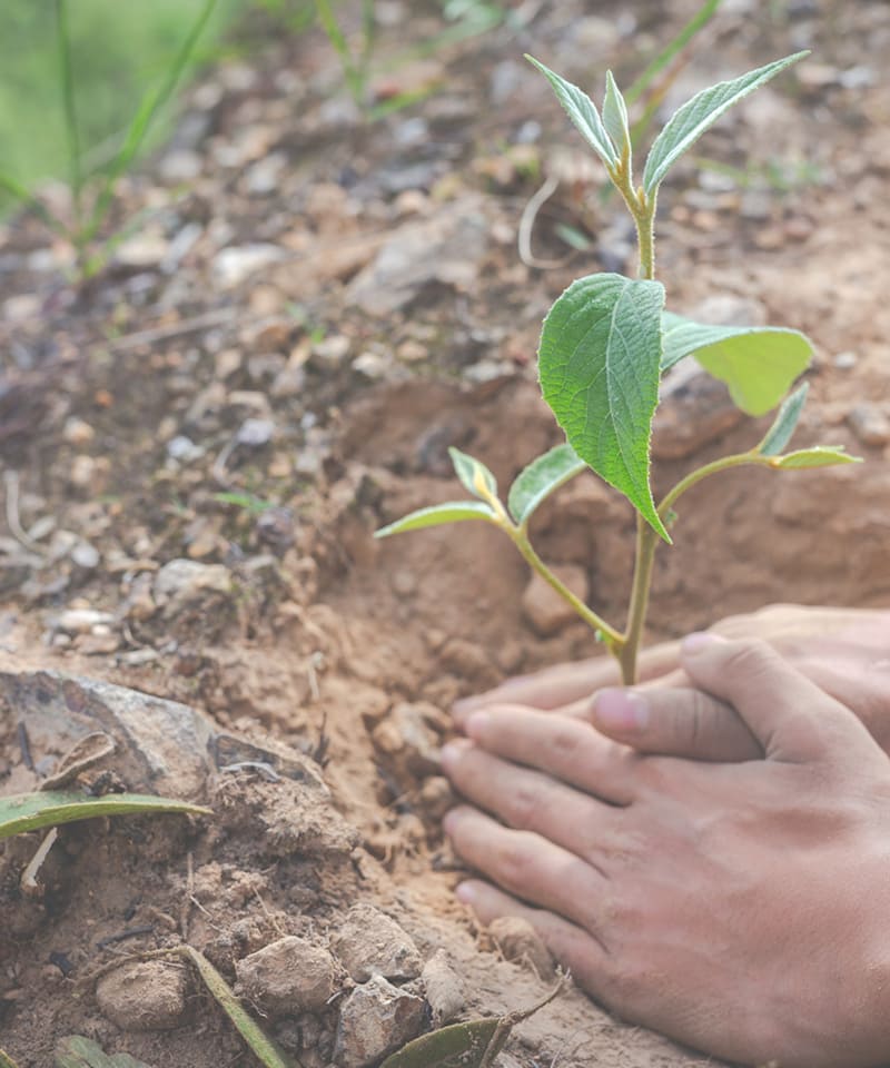 Large-Scale Reforestation